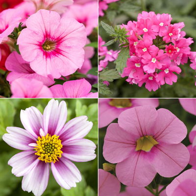 gemischte Sommerblumen-Ampel, rosa/pink, Ampeltopf-Ø 27 cm gemischte Sommerblumen-Ampel, rosa/pink, Ampeltopf-Ø 27 cm