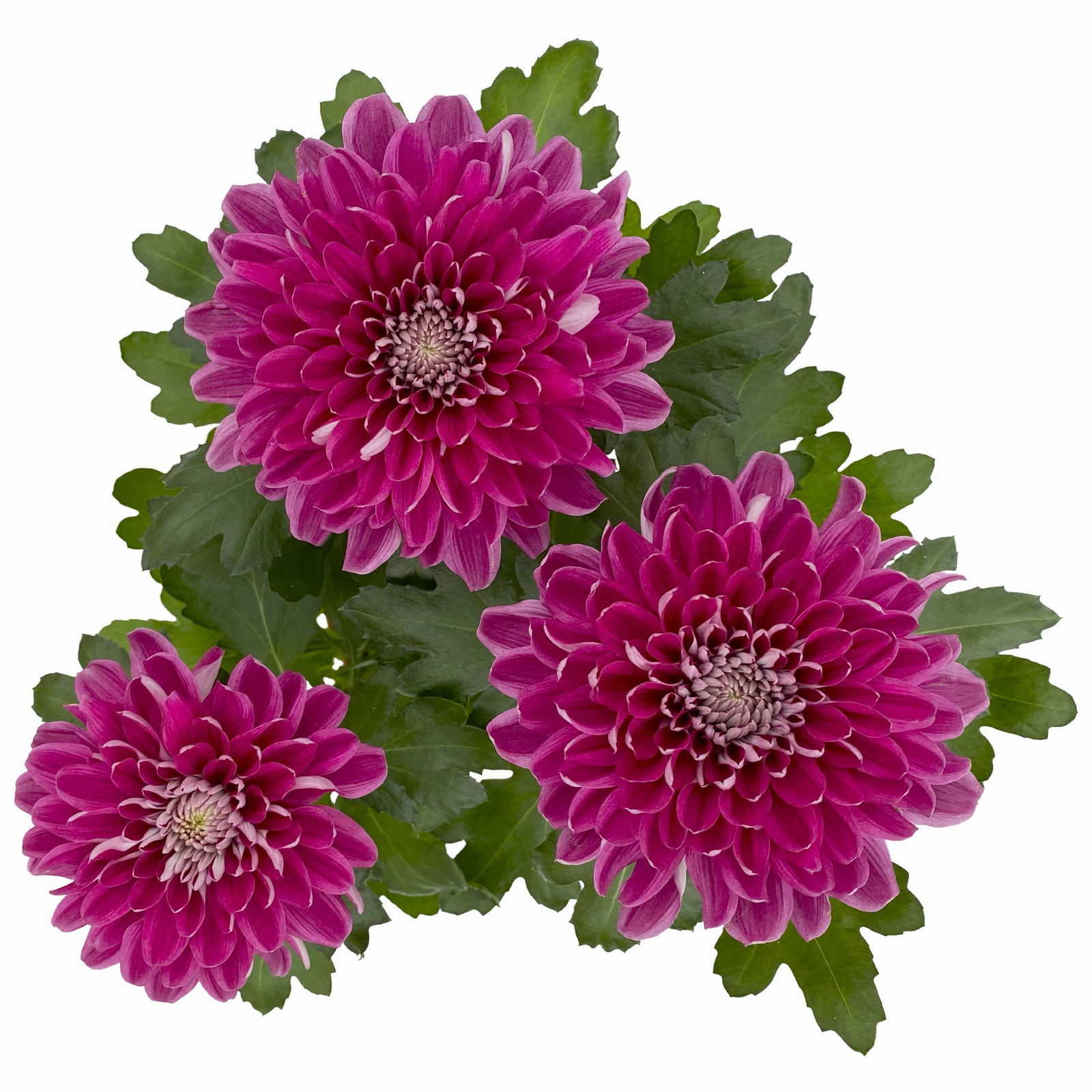 Chrysantheme 'Chrysanne® Zembla Next Purple' lila, großbl., Topf-Ø 13 cm,6er-Set