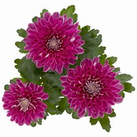 Chrysantheme 'Chrysanne® Zembla Next Purple' lila, großbl., Topf-Ø 13 cm,6er-Set