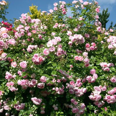 Kletterrose 'Jasmina®', violett-rosa, Topf 5 Liter