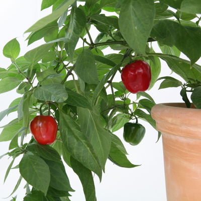 Blu Bio Baum-Chili, Topf-Ø 12 cm, 3er Set Blu Bio Baum-Chili, Topf-Ø 12 cm, 3er Set