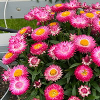 Strohblume, rosa, Topf- Ø 12 cm, 6 Pflanzen