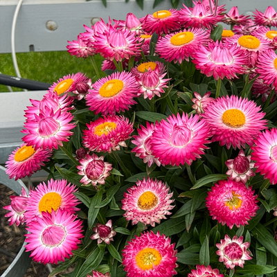 Strohblume, rosa, Topf- Ø 12 cm, 6 Pflanzen