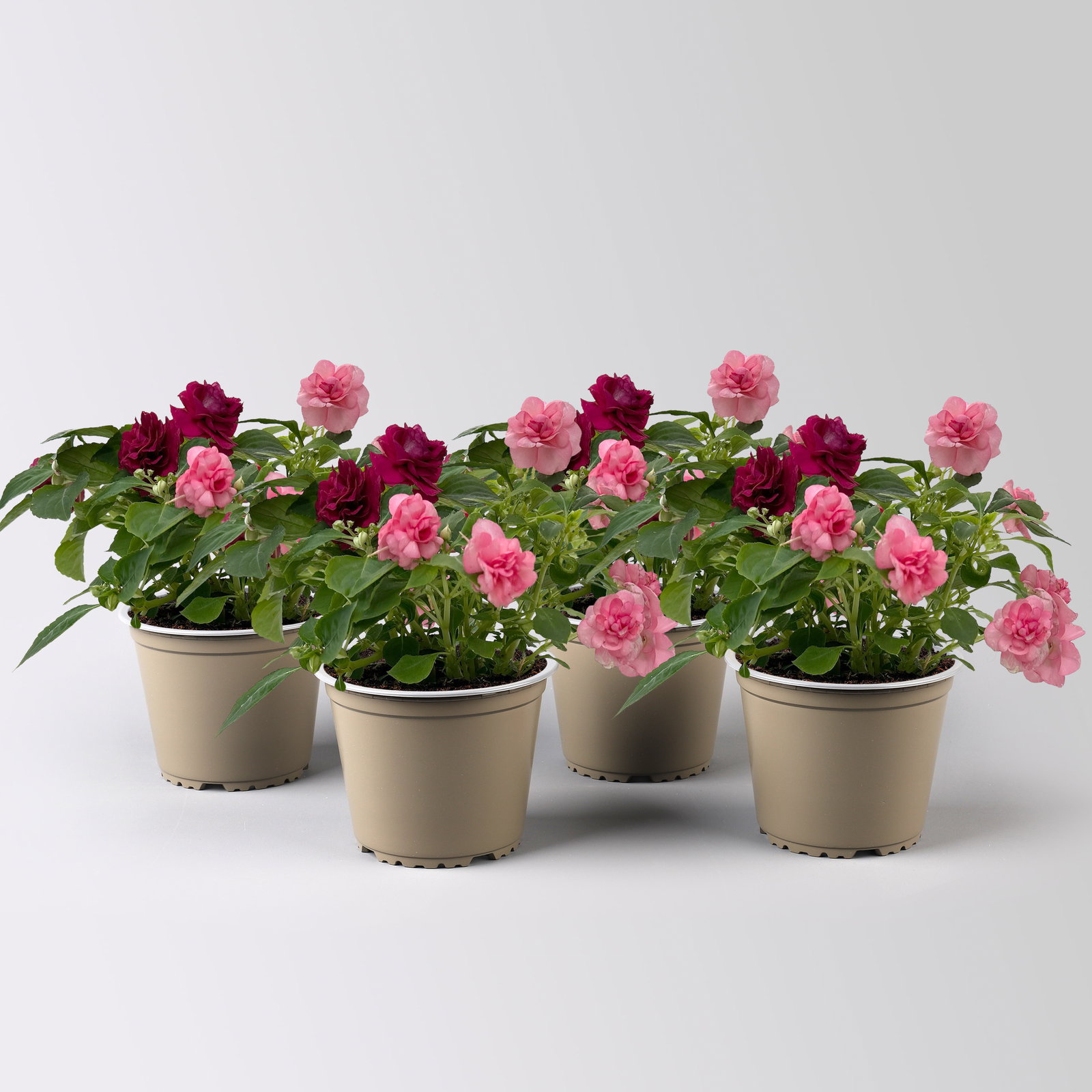 Fleißiges Lieschen-Duo, burgunder-pink, gefüllt, Topf -Ø 12 cm, 4 Pflanzen