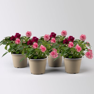 Fleißiges Lieschen-Duo, burgunder-pink, gefüllt, Topf -Ø 12 cm, 4 Pflanzen