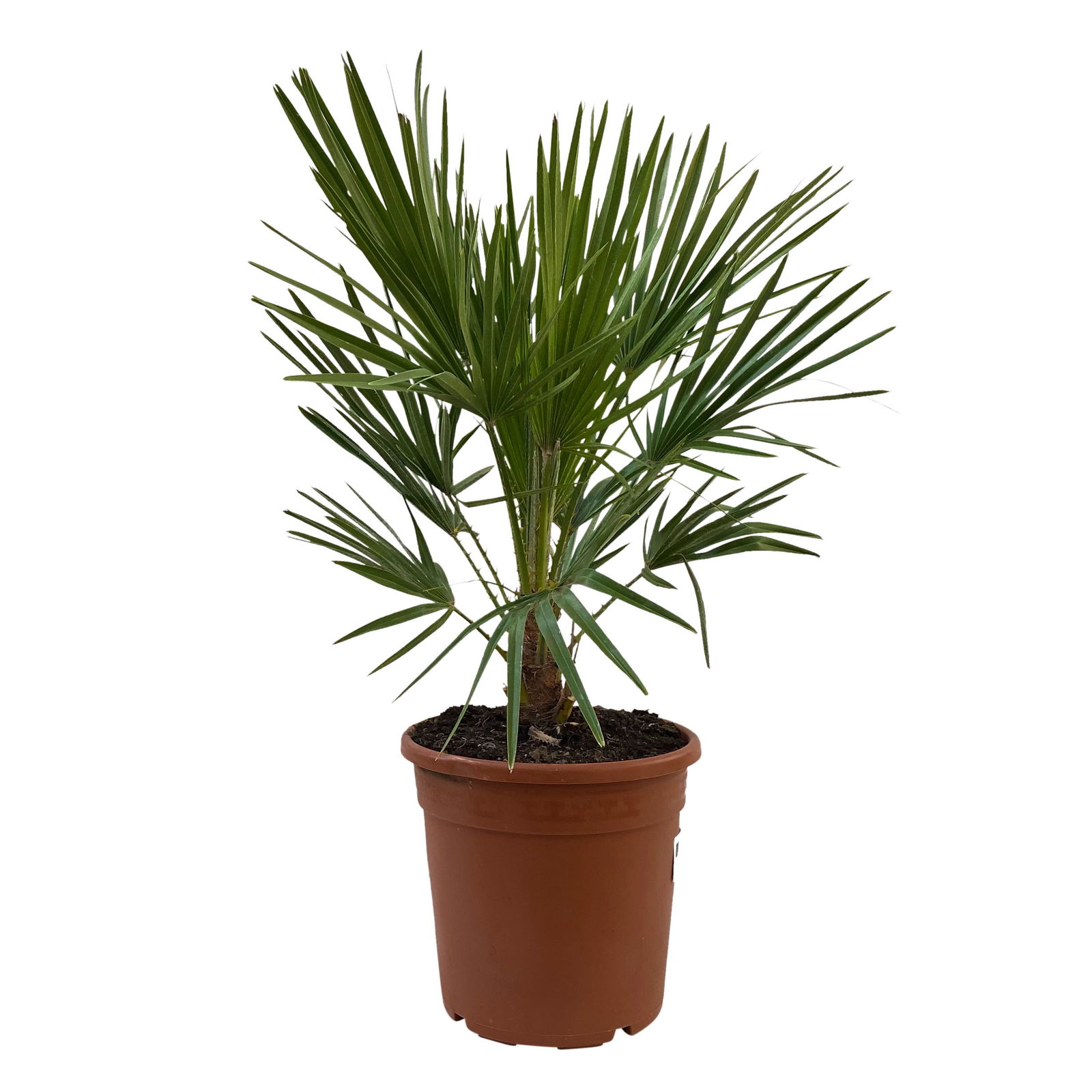 Chamaerops humilis, Topf-Ø 24 cm, Höhe ca. 70 cm
