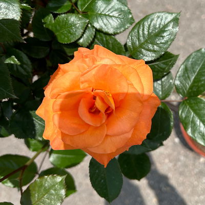 Stammrose 'Westzeit®', Beetrose, Stammhöhe 60cm im 7,5 Liter Topf