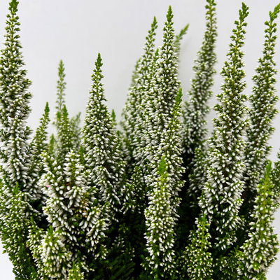 Calluna 'First Ladies®', weiß, Topf-Ø 11 cm, 6 Pflanzen Calluna 'First Ladies®', weiß, Topf-Ø 11 cm, 6 Pflanzen