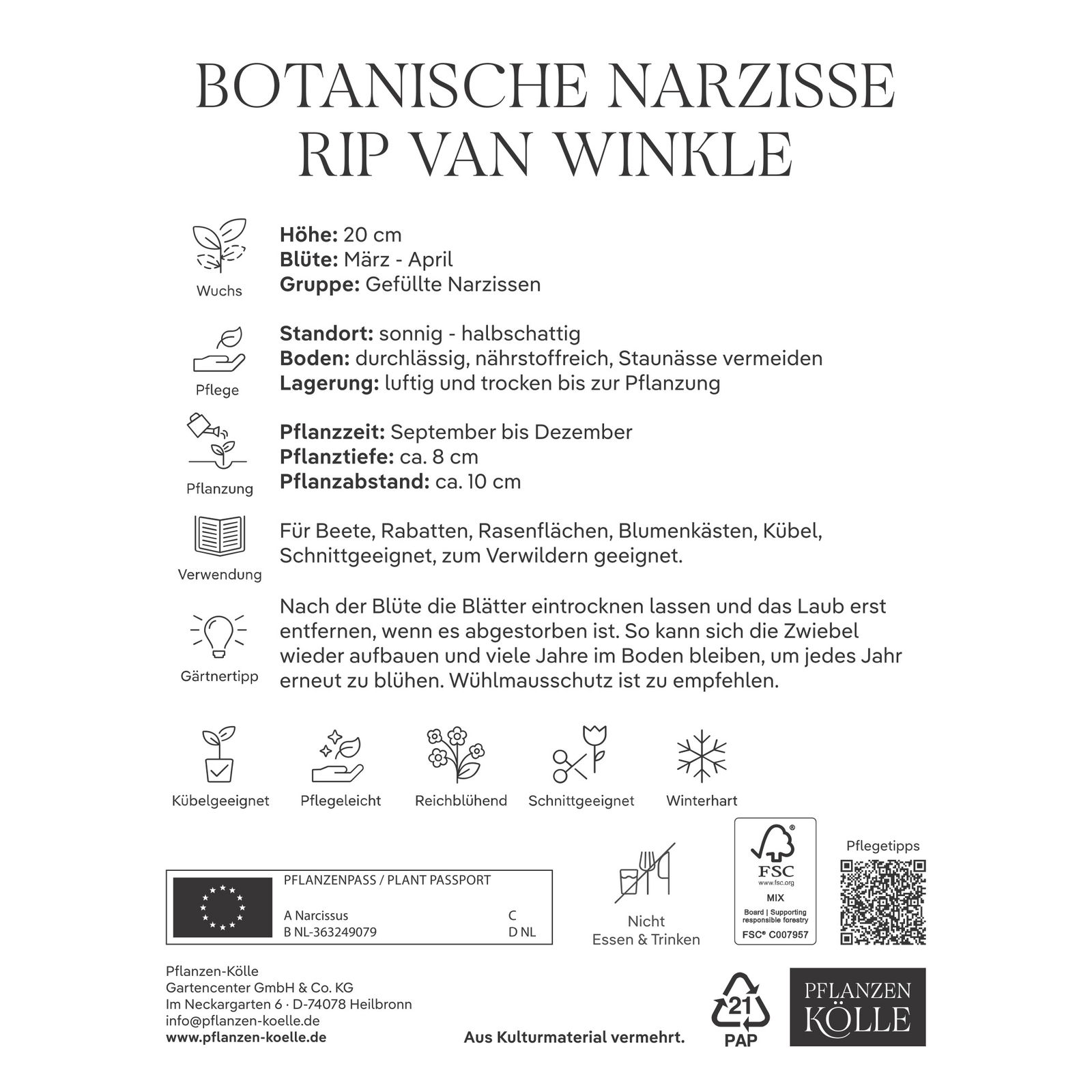 Botanische Narzissen Rip van Winkle gelb, 10 Blumenzwiebeln