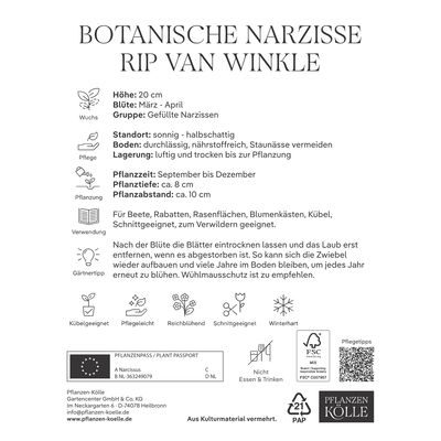 Botanische Narzissen Rip van Winkle gelb, 10 Blumenzwiebeln Botanische Narzissen Rip van Winkle gelb, 10 Blumenzwiebeln