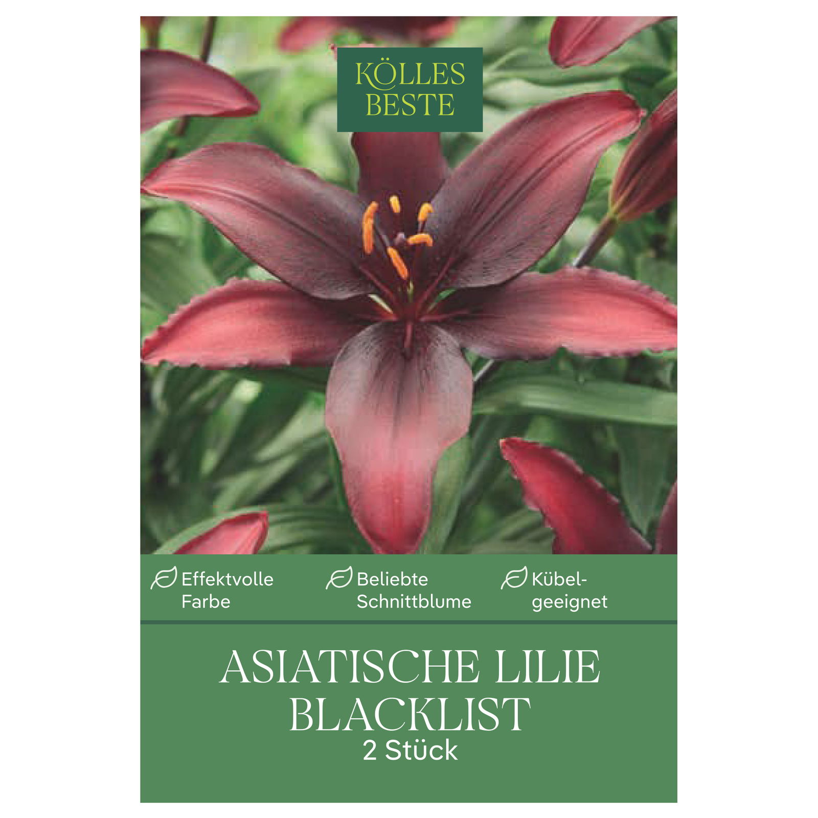 Kölles Beste Blumenknollen, Asiatische Lilie 'Blacklist'