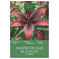 Kölles Beste Blumenknollen, Asiatische Lilie 'Blacklist'