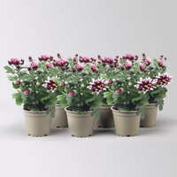 Chrysantheme 'Ciao', lila-weiß, Topf-Ø 12 cm, 6 Pflanzen Chrysantheme 'Ciao', lila-weiß, Topf-Ø 12 cm, 6 Pflanzen