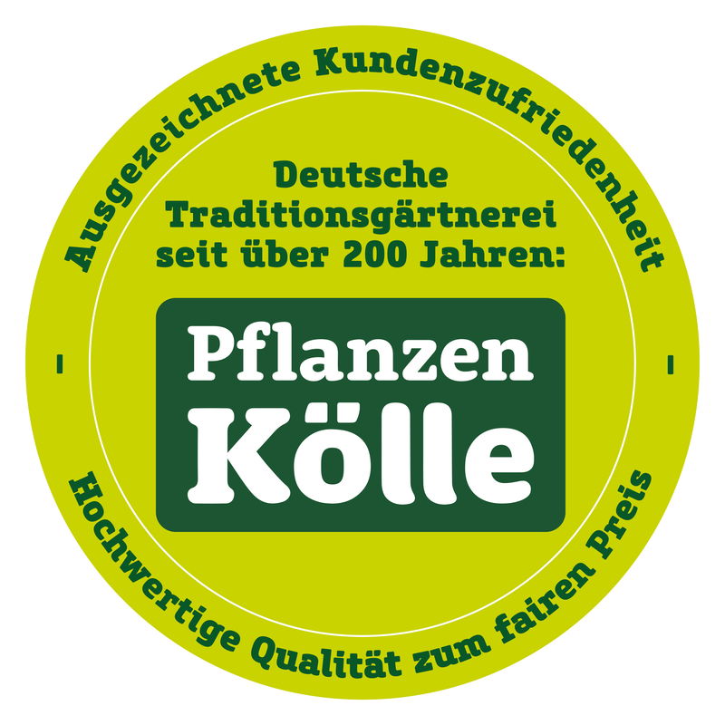 Eucalyptus gunnii 'Azura®', TopfØ 15 cm online kaufen PflanzenKölle