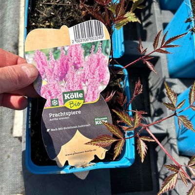 Bio Prachtspiere rosa, Topf 11x11 cm, 3 Pflanzen Bio Prachtspiere rosa, Topf 11x11 cm, 3 Pflanzen