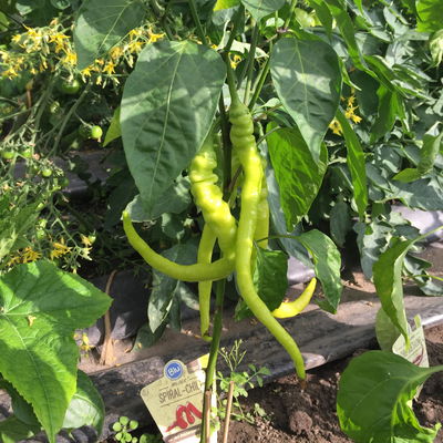 Blu Bio Chili 'Milder Spiral', Topf-Ø 12 cm, 3er Set