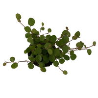 Mühlenbeckia, Mini, Topf-Ø 6 cm, 12er-Set