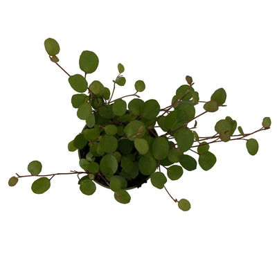Mühlenbeckia, Mini, Topf-Ø 6 cm, 12 Pflanzen Mühlenbeckia, Mini, Topf-Ø 6 cm, 12 Pflanzen