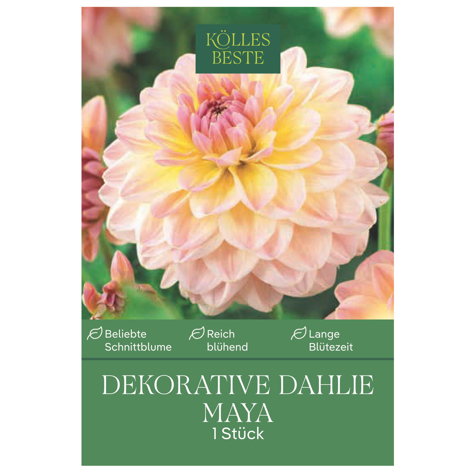 Kölles Beste Dekorative Dahlie Maya apricot, 1 Blumenknolle