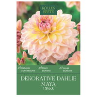 Kölles Beste Dekorative Dahlie Maya apricot, 1 Blumenknolle