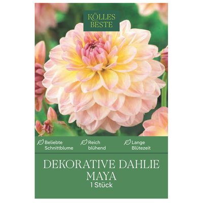 Kölles Beste Dekorative Dahlie Maya apricot, 1 Blumenknolle