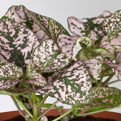 Grünpflanzenset für Grüne Wand, bunter Mix, Topf-Ø 8,5 cm, 12 Pflanzen