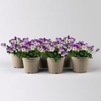 Hornveilchen XL, lila-weiß-gelb, Topf-Ø 12cm, 6 Pflanzen