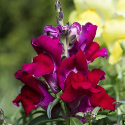 Löwenmäulchen, Farben zufällig, Topf-Ø 12 cm, 6 Stück