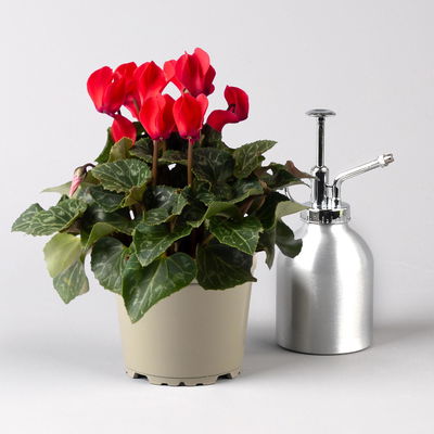 Alpenveilchen Mix, Farbe zufällig, Topf-Ø 10,5 cm, Höhe ca. 23 cm, 8 Pflanzen Alpenveilchen Mix, Farbe zufällig, Topf-Ø 10,5 cm, Höhe ca. 23 cm, 8 Pflanzen