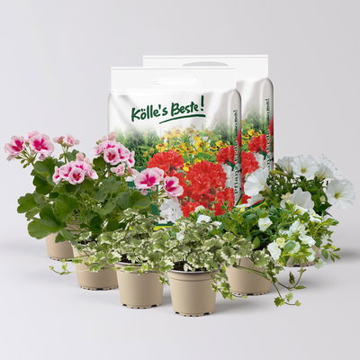 Pflanzenkreation Blütenmärchen, 6 Pflanzen inkl. Erde Pflanzenkreation Blütenmärchen, 6 Pflanzen inkl. Erde