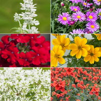 Pflanzenkreation 'Insektenbuffet', bunt, 6 Pflanzen inkl. Erde und Dünger