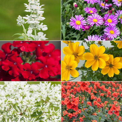 Pflanzenkreation 'Insektenbuffet', bunt, 6 Pflanzen inkl. Erde und Dünger