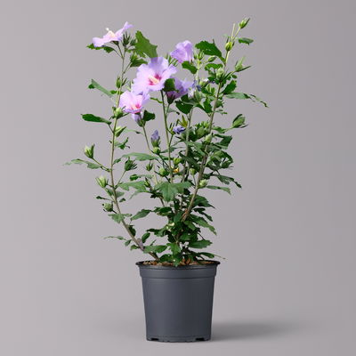 Garten-Hibiscus, bunt, 3er-Set, Höhe 40-60 cm, Topf 4,6 Liter