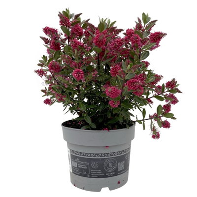Hebe 'All Blooms®', rot, Topf 17 cm Ø Hebe 'All Blooms®', rot, Topf 17 cm Ø