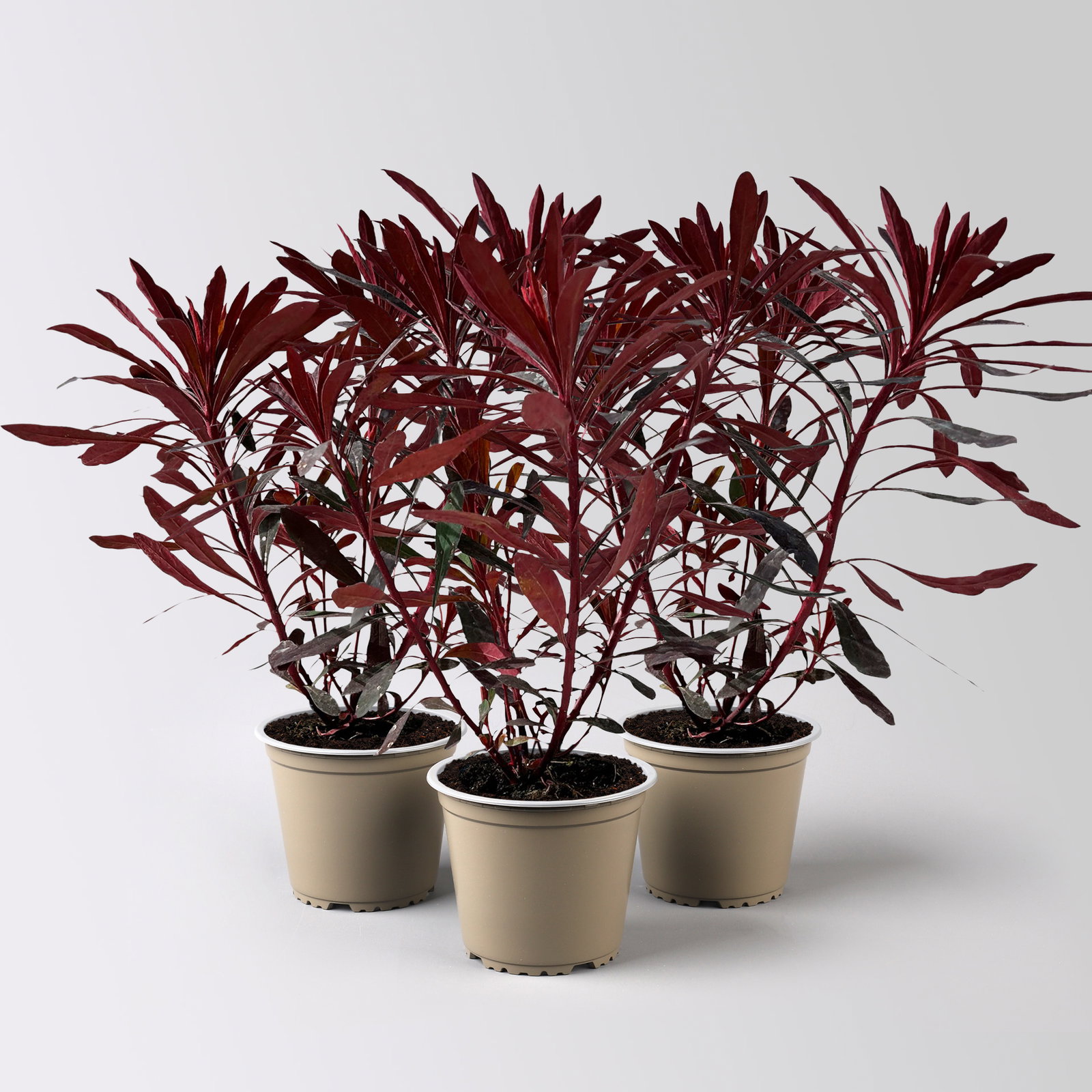 Bio Wolfsmilch 'Miner's Merlot', grün-dunkelviolett, Topf-Ø 12 cm, 3 Pflanzen