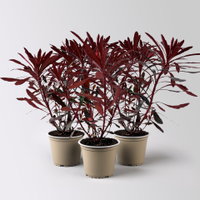 Bio Wolfsmilch 'Miner's Merlot', grün-dunkelviolett, Topf-Ø 12 cm, 3 Pflanzen