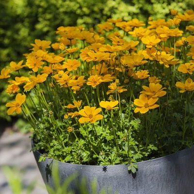 Goldmarie 'Golden Empire™' gelb, Topf-Ø 12 cm, 6er-Set