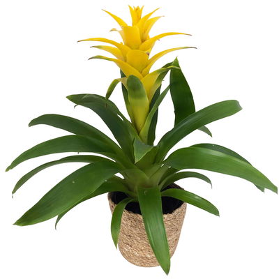 Guzmanie 'Diana', gelb, Topf-Ø 12 cm, mit Korb Maki, Höhe ca. 50 cm