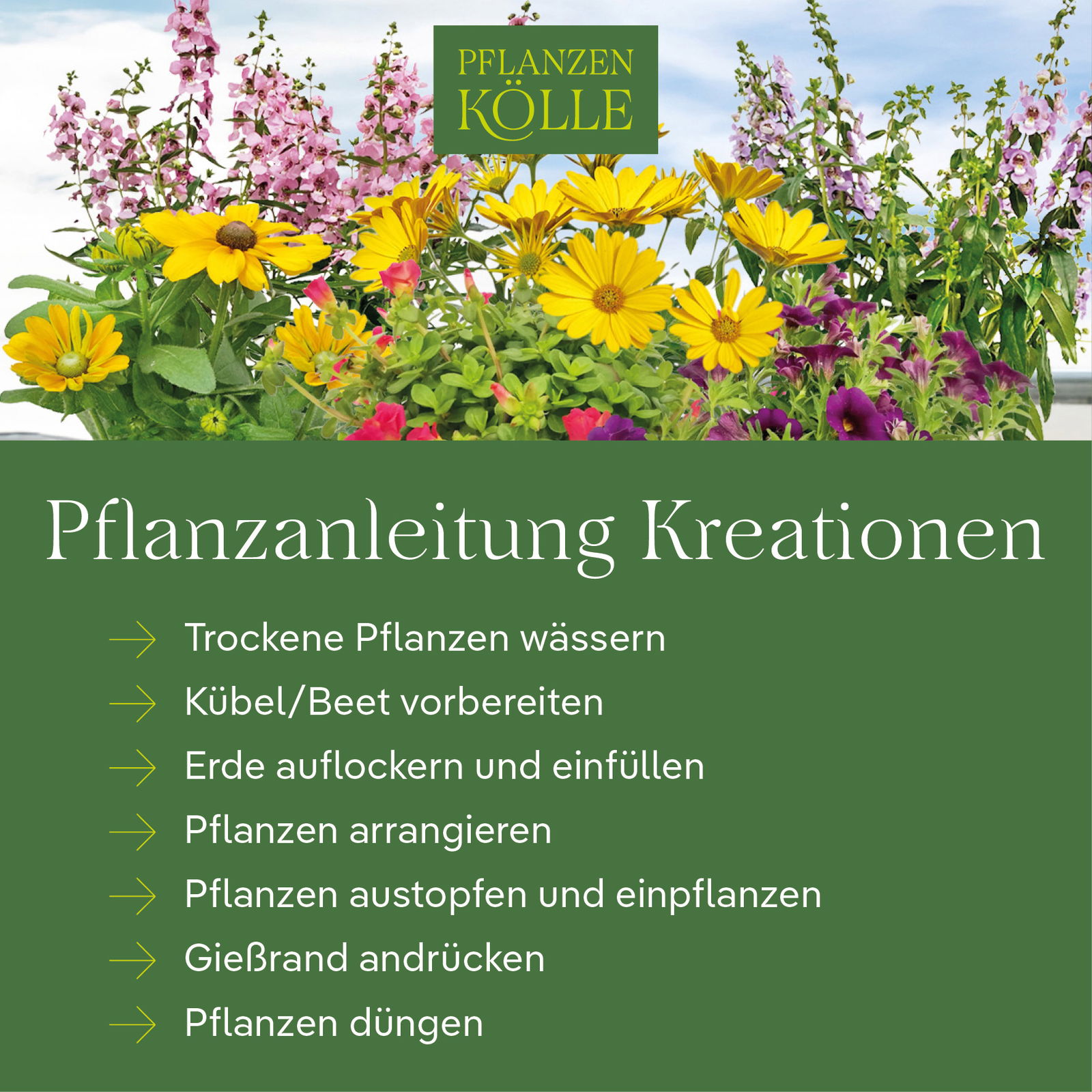 Pflanzenkreation 'Silver-Mix', silber-weiß, 12 Pflanzen + 2x 10 l Erde