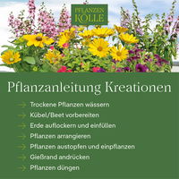 Pflanzenkreation 'Silver-Mix', silber-weiß, 12 Pflanzen + 2x 10 l Erde