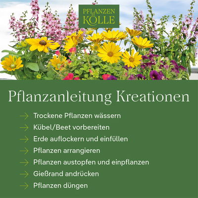 Pflanzenkreation Vorweihnachtszeit, 8 Pflanzen + Lichterkette + Erde Pflanzenkreation Vorweihnachtszeit, 8 Pflanzen + Lichterkette + Erde