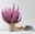Besenheide SKYLINE® rosa gefärbt, Topf-Ø 11 cm, 6 Pflanzen