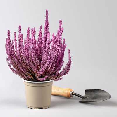 Besenheide SKYLINE® rosa gefärbt, Topf-Ø 11 cm, 6 Pflanzen Besenheide SKYLINE® rosa gefärbt, Topf-Ø 11 cm, 6 Pflanzen