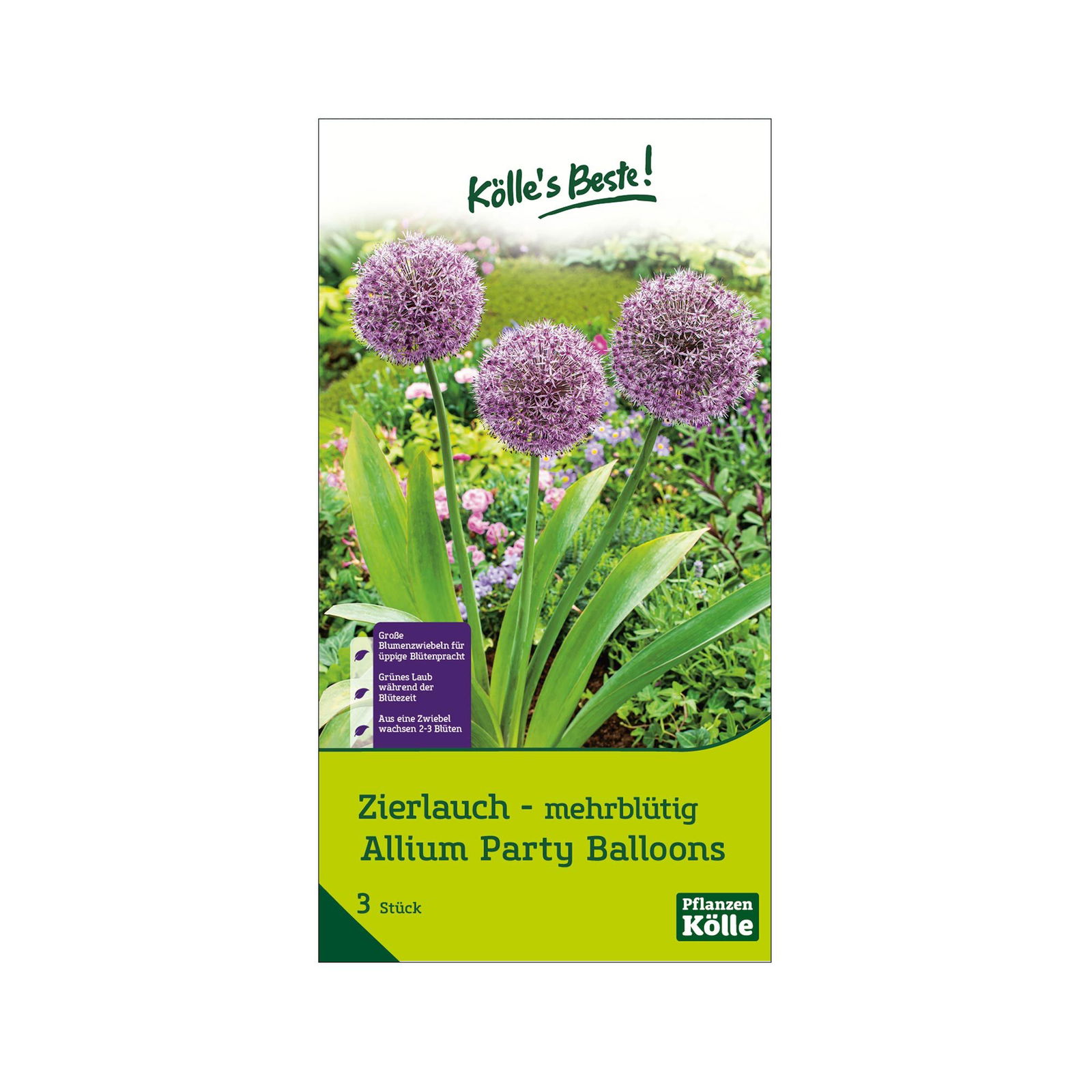 Zierlauch Allium 'Party Balloons', lila, Größe 16/+, 3 Blumenzwiebeln