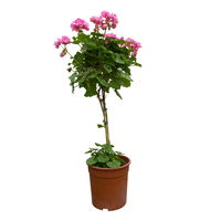 Geranie Farbe nach Verfügbarkeit, Hochstamm, Topf-Ø 24 cm