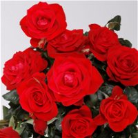 Rose 'Mercedes Kordana® Grande' rot, Topf-Ø 10,5 cm, 3er-Set