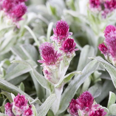 Bio Katzenpfötchen 'Rubra' weinrot, Topf 9x9 cm, 3 Pflanzen Bio Katzenpfötchen 'Rubra' weinrot, Topf 9x9 cm, 3 Pflanzen