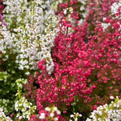 Glockenheide 'Duo', rot-weiß, Topf-Ø 11 cm, 6 Pflanzen Glockenheide 'Duo', rot-weiß, Topf-Ø 11 cm, 6 Pflanzen