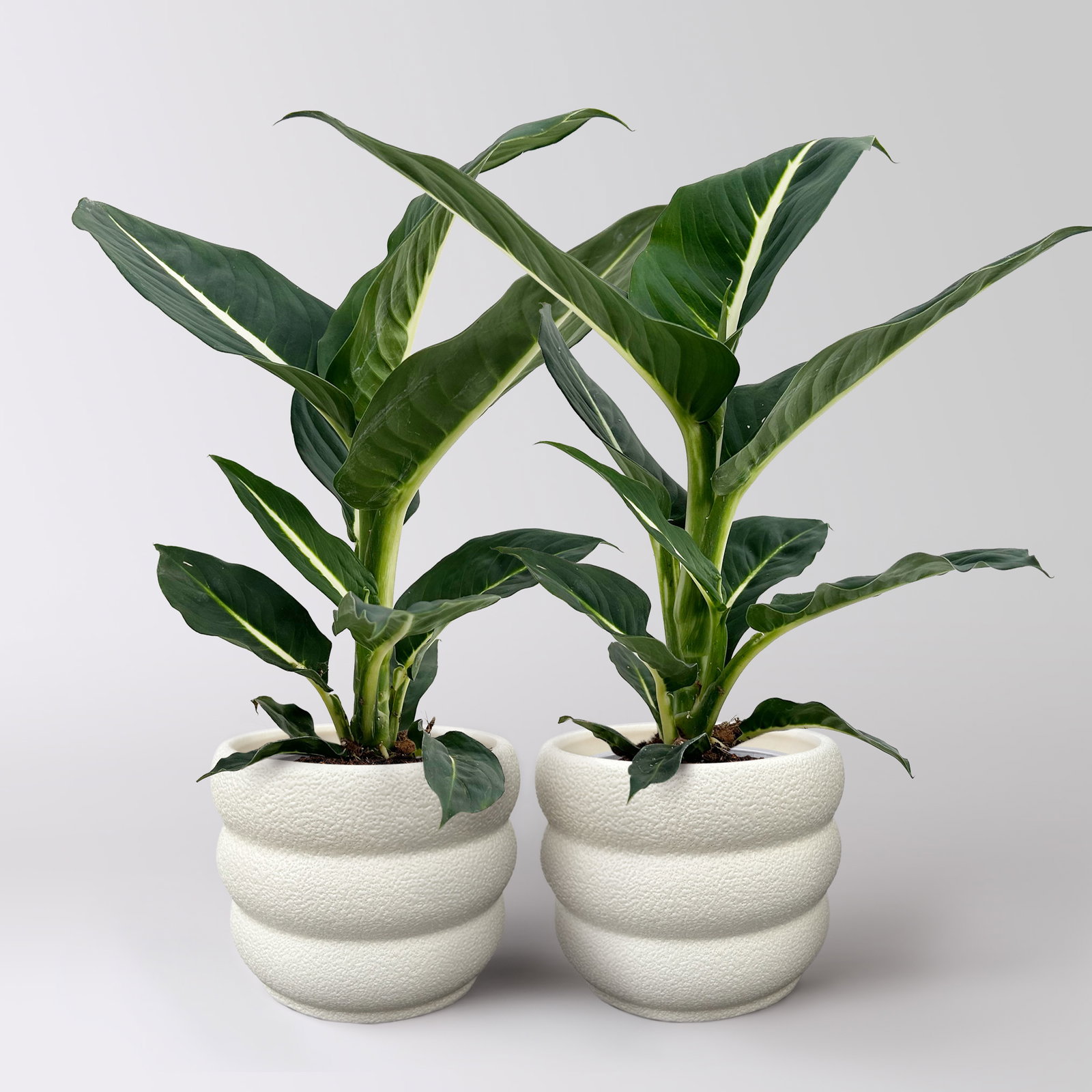 Dieffenbachie 'Green Magic', Topf-Ø 12 cm, 2 Pflanzen, inkl. Übertopf Byron