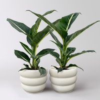 Dieffenbachie 'Green Magic', Topf-Ø 12 cm, 2 Pflanzen, inkl. Übertopf Byron